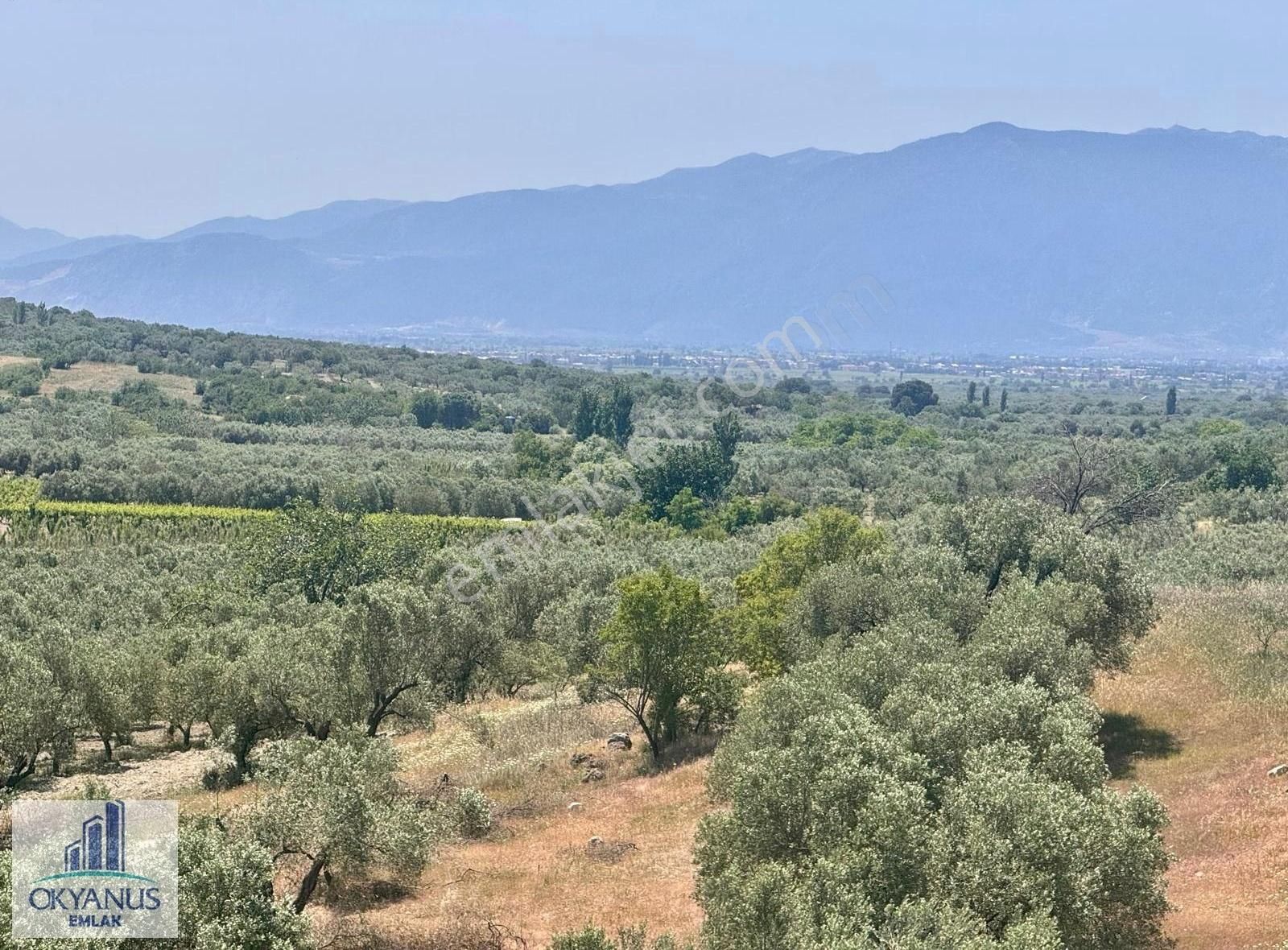 Pınarbaşın Da 11.000 M2 Zeytinlik , Elektrik+sondaj+damlama - Görsel 11