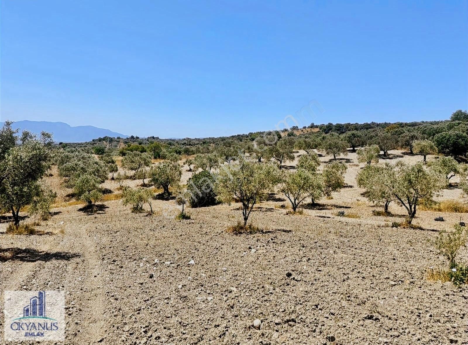 Pınarbaşın Da 11.000 M2 Zeytinlik , Elektrik+sondaj+damlama - Görsel 14