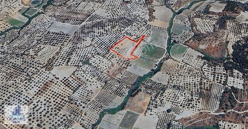 Pınarbaşın Da 11.000 M2 Zeytinlik , Elektrik+sondaj+damlama - Görsel 7