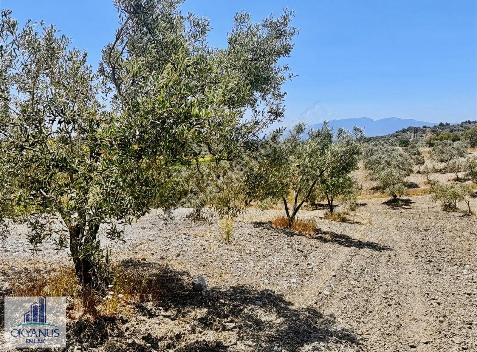 Pınarbaşın Da 11.000 M2 Zeytinlik , Elektrik+sondaj+damlama - Görsel 2