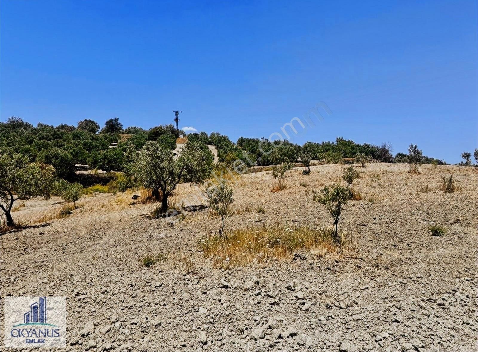 Pınarbaşın Da 11.000 M2 Zeytinlik , Elektrik+sondaj+damlama - Görsel 12