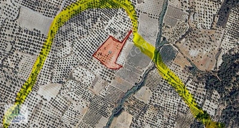 Pınarbaşın Da 11.000 M2 Zeytinlik , Elektrik+sondaj+damlama - Görsel 5