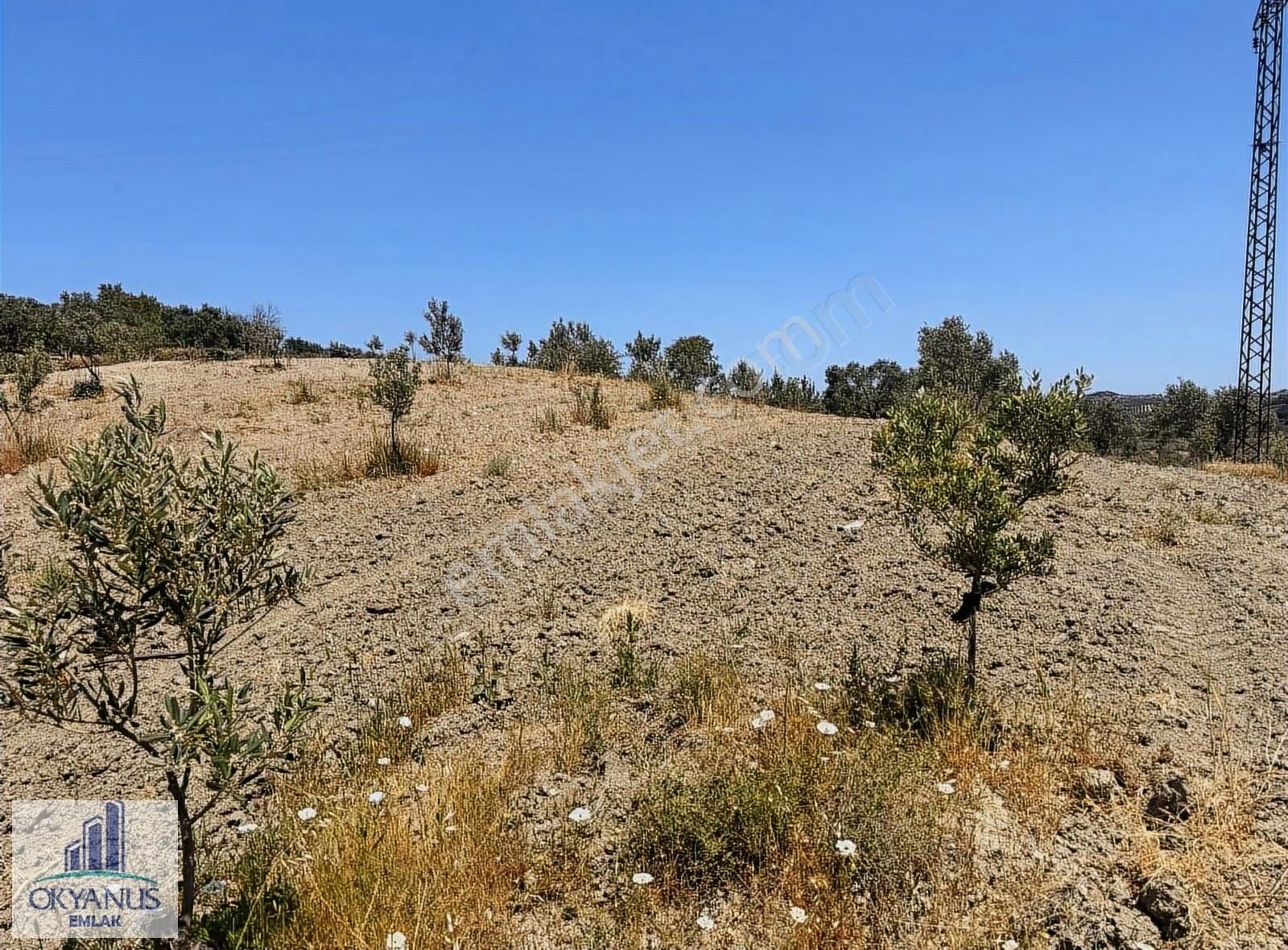 Pınarbaşın Da 11.000 M2 Zeytinlik , Elektrik+sondaj+damlama - Görsel 20