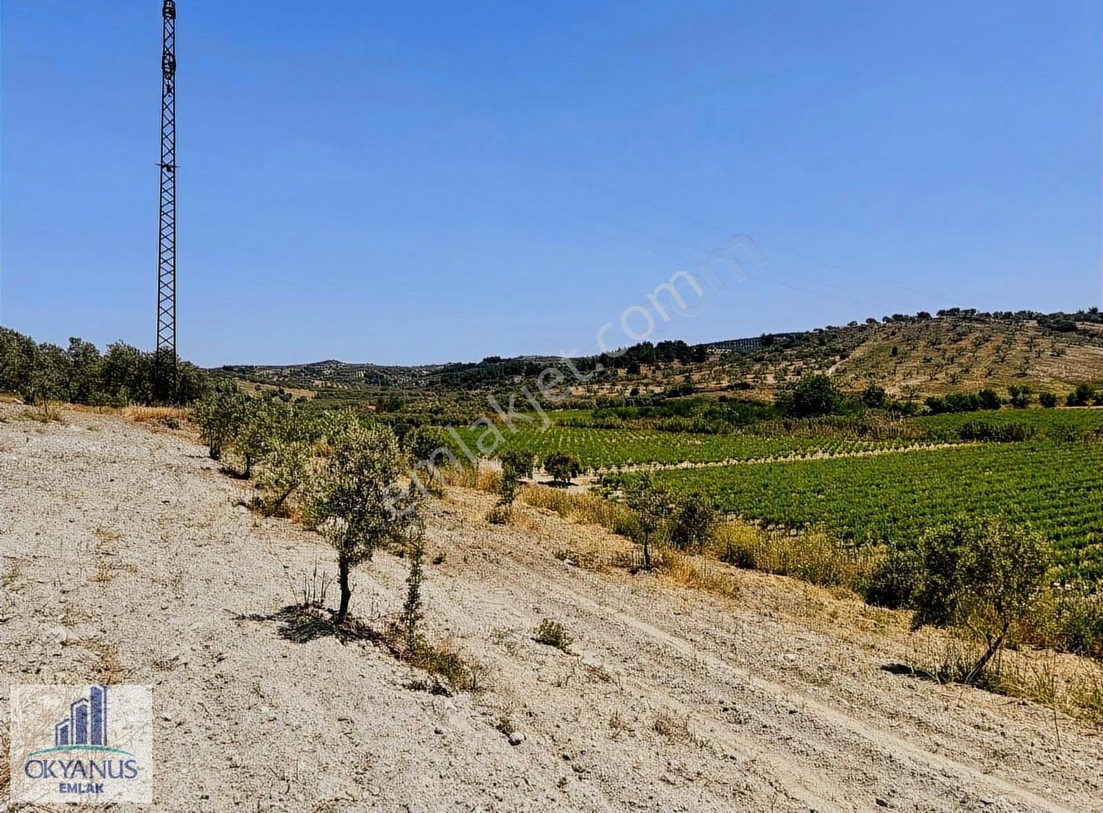 Pınarbaşın Da 11.000 M2 Zeytinlik , Elektrik+sondaj+damlama - Görsel 10