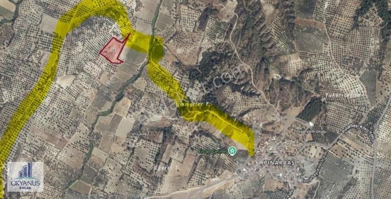 Pınarbaşın Da 11.000 M2 Zeytinlik , Elektrik+sondaj+damlama - Görsel 22