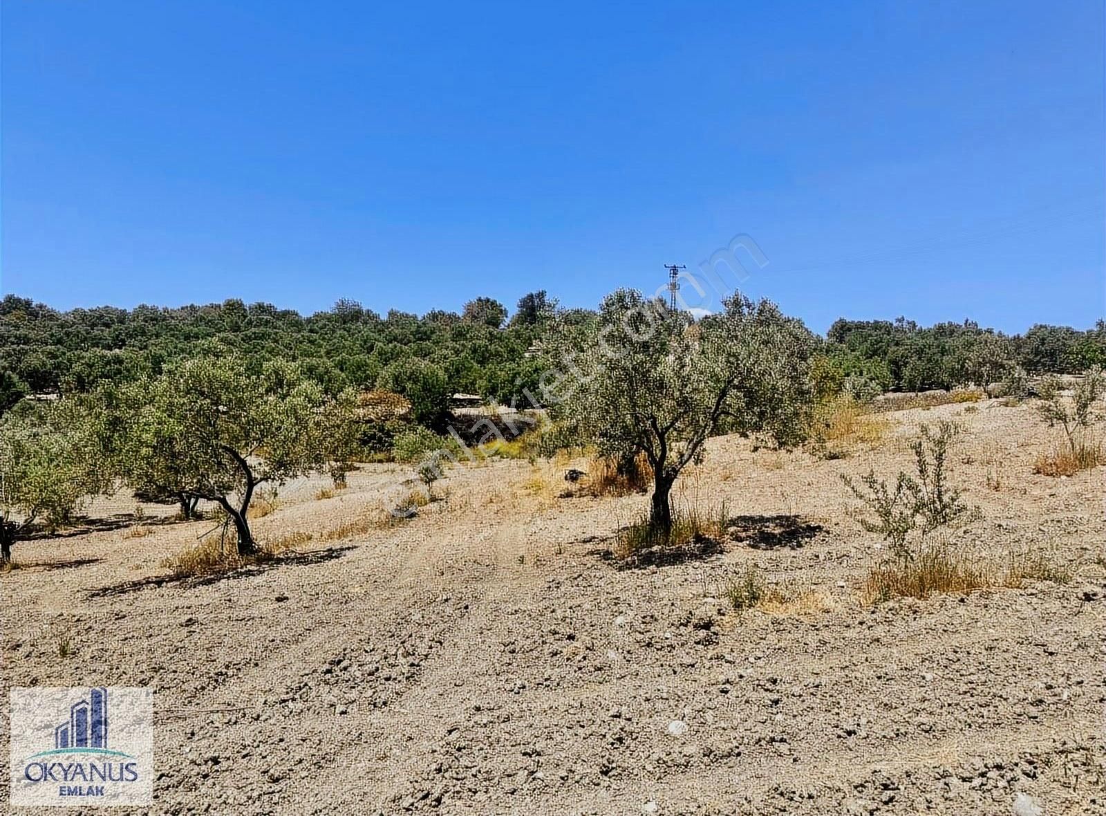 Pınarbaşın Da 11.000 M2 Zeytinlik , Elektrik+sondaj+damlama - Görsel 8