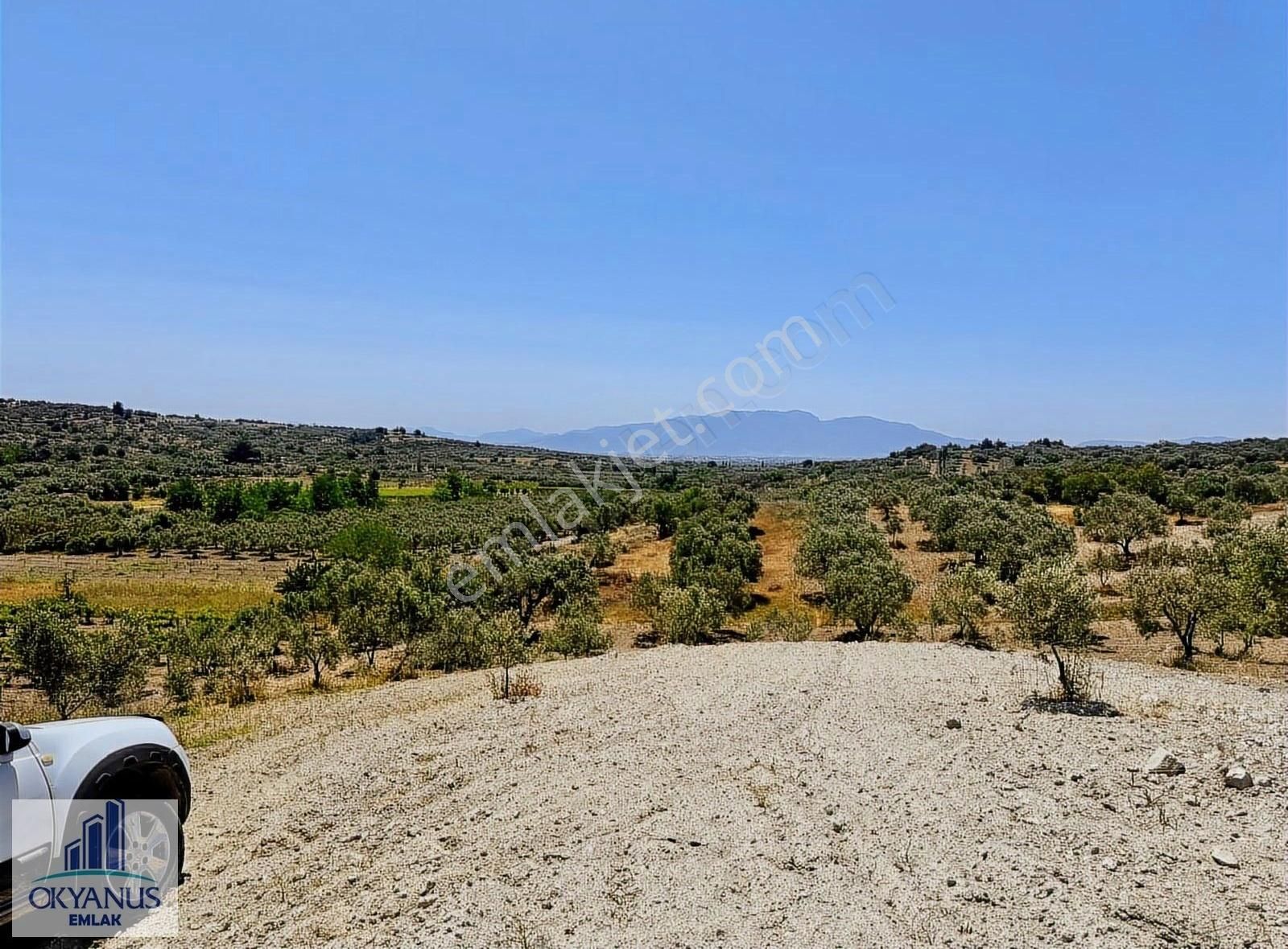 Pınarbaşın Da 11.000 M2 Zeytinlik , Elektrik+sondaj+damlama - Görsel 16