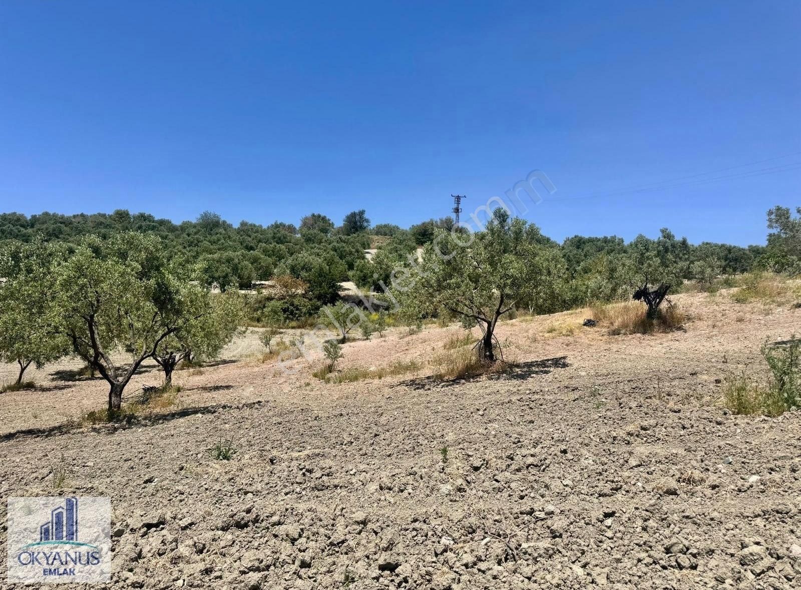 Pınarbaşın Da 11.000 M2 Zeytinlik , Elektrik+sondaj+damlama - Görsel 23