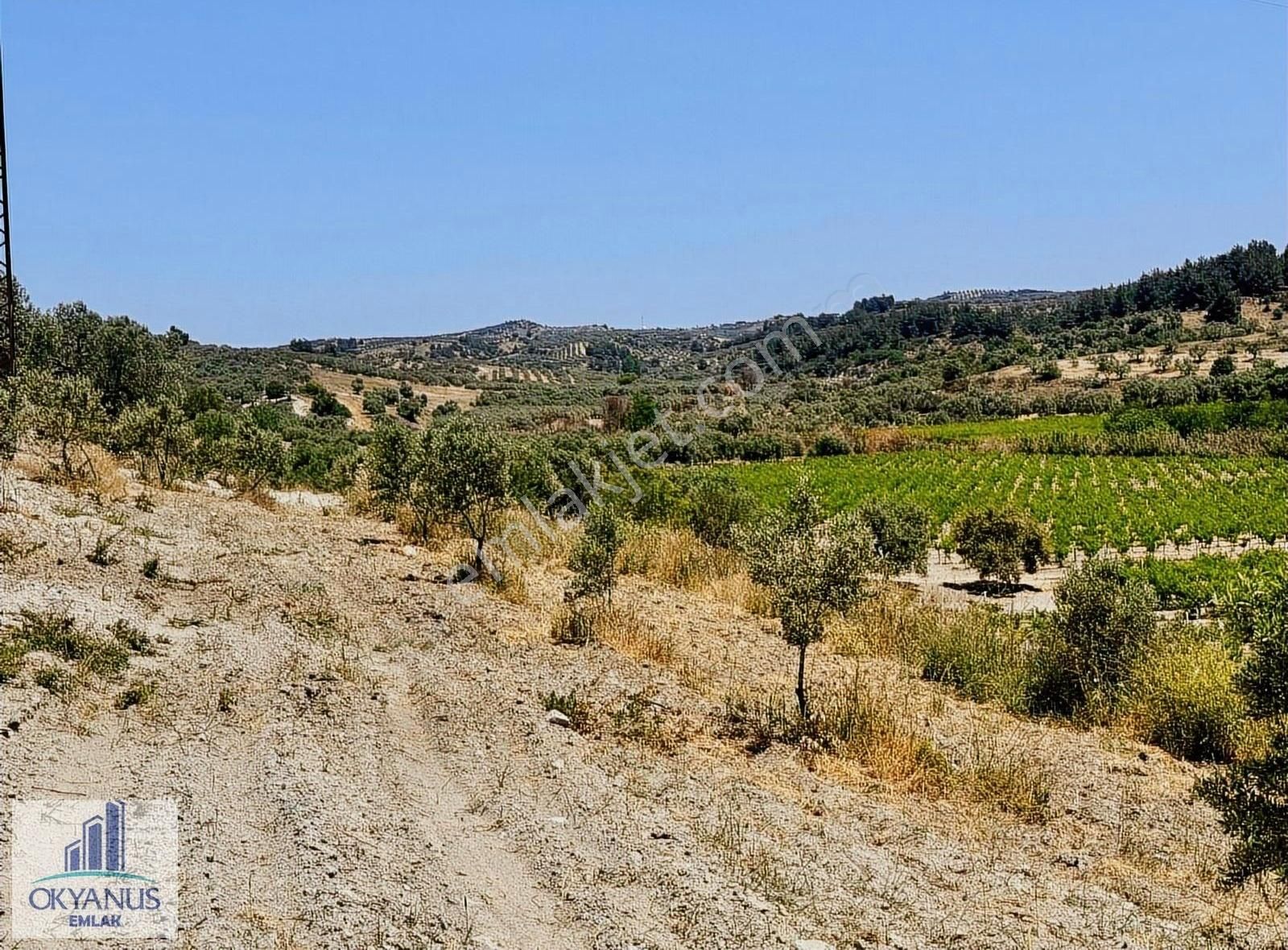 Pınarbaşın Da 11.000 M2 Zeytinlik , Elektrik+sondaj+damlama - Görsel 3