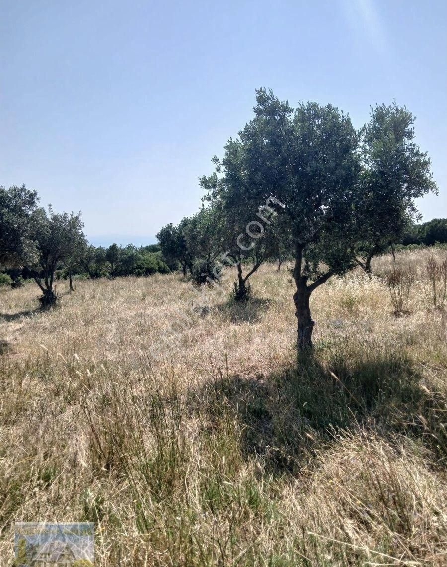 Erdek -çeltikçide Yolu Olan Satılık Zeytinlik