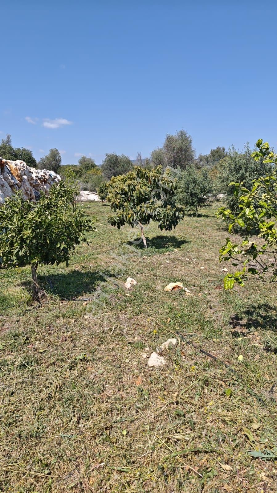 Deniz Manzaları Zeytin Ve Akado Bahçesi