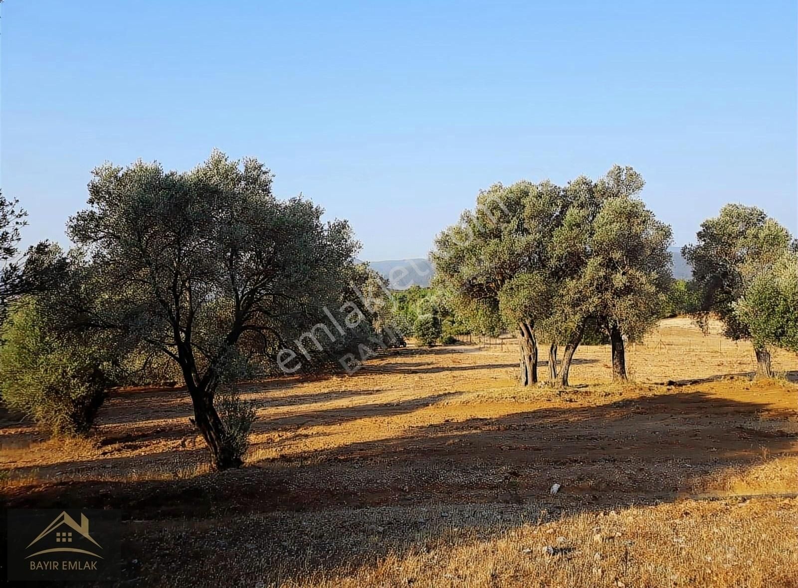 Muğla Menteşe Bayır'da Satılık Tarla-zeytinlik-çiftlik-hobi Bahç
