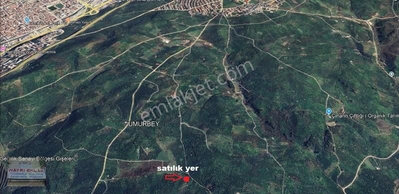 Gemlik Umurbey De 1496m² Satılık Zeytinlik - Görsel 2