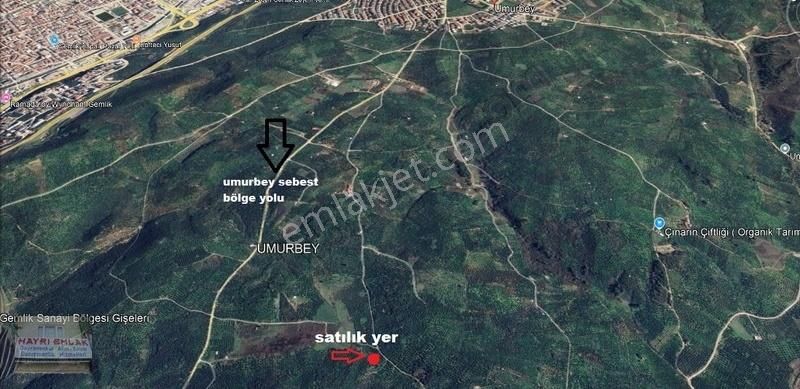 Gemlik Umurbey De 1496m² Satılık Zeytinlik - Görsel 3