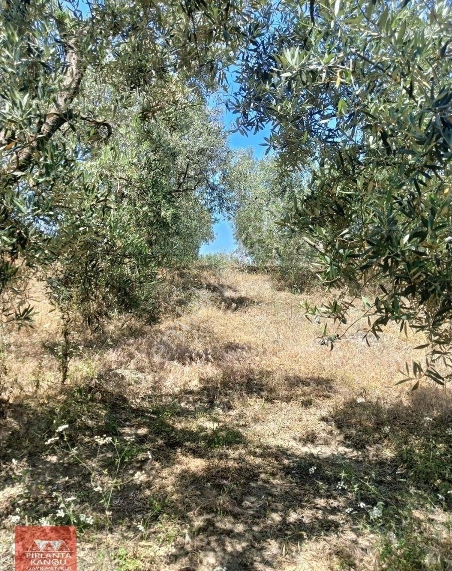 Balıkesir Bandırma Edincik Mh. 5410 M2 Satılık Zeytinlik