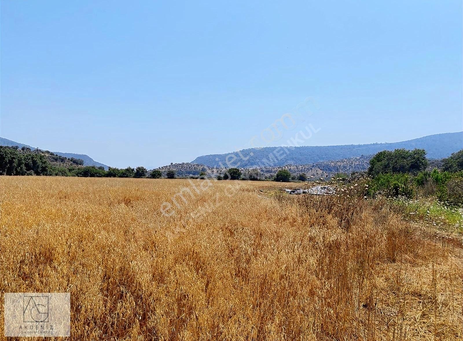 Milas Dibekdere Köyünde Asfalta Cephe Satılık Tarla