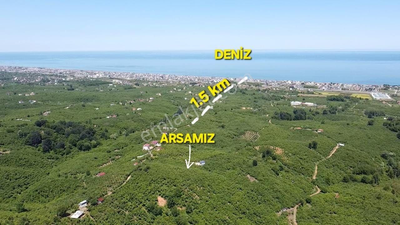 Acıl Sakarya Kocaali'de Acil Satılık 2700 M2 Fındık Bahçesi - Görsel 2