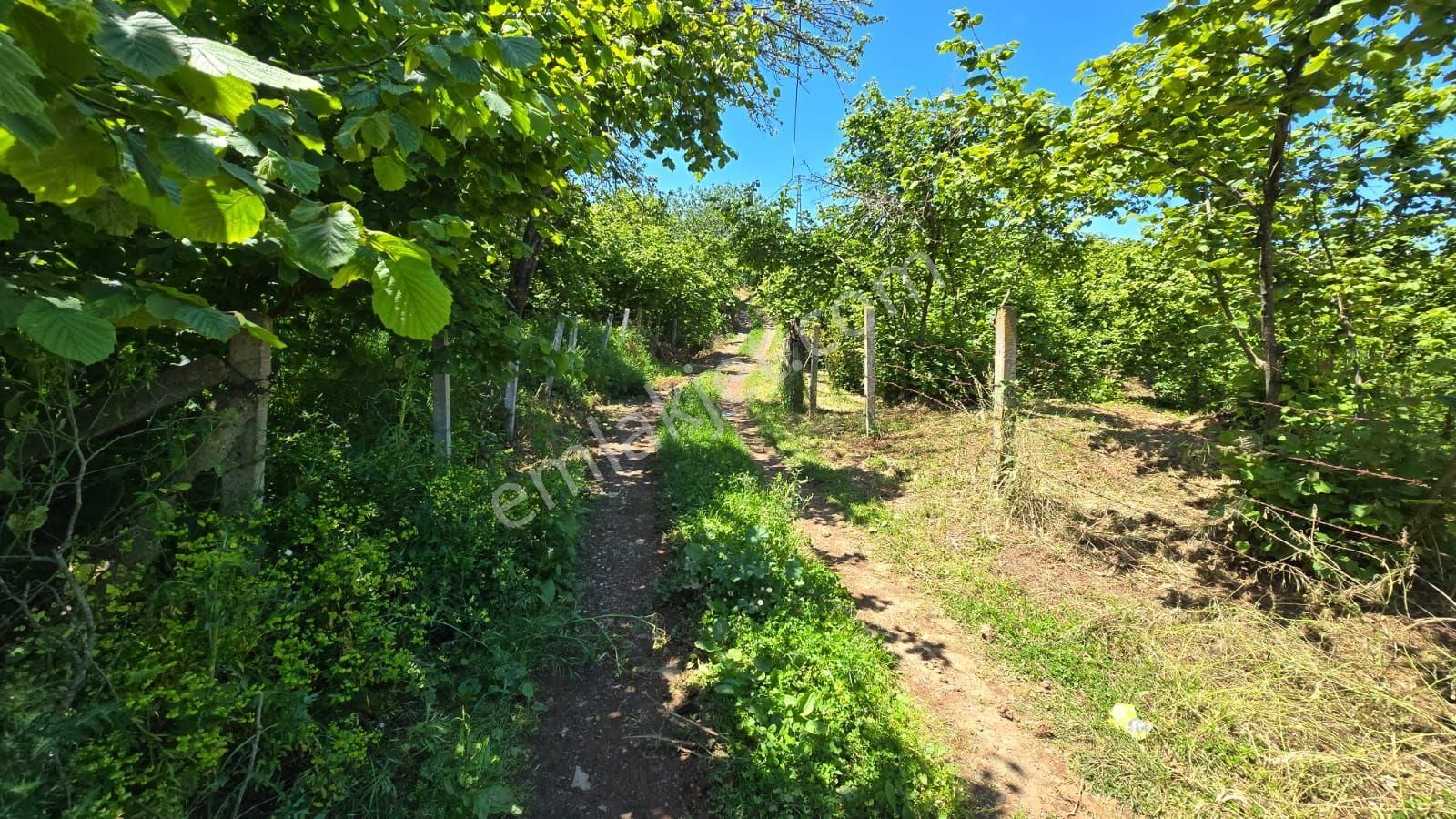 Acıl Sakarya Kocaali'de Acil Satılık 2700 M2 Fındık Bahçesi - Görsel 6