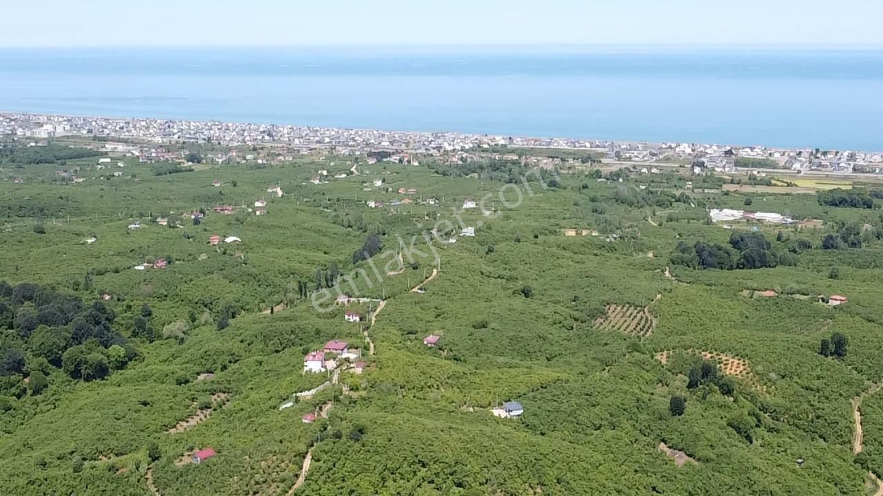 Acıl Sakarya Kocaali'de Acil Satılık 2700 M2 Fındık Bahçesi - Görsel 8