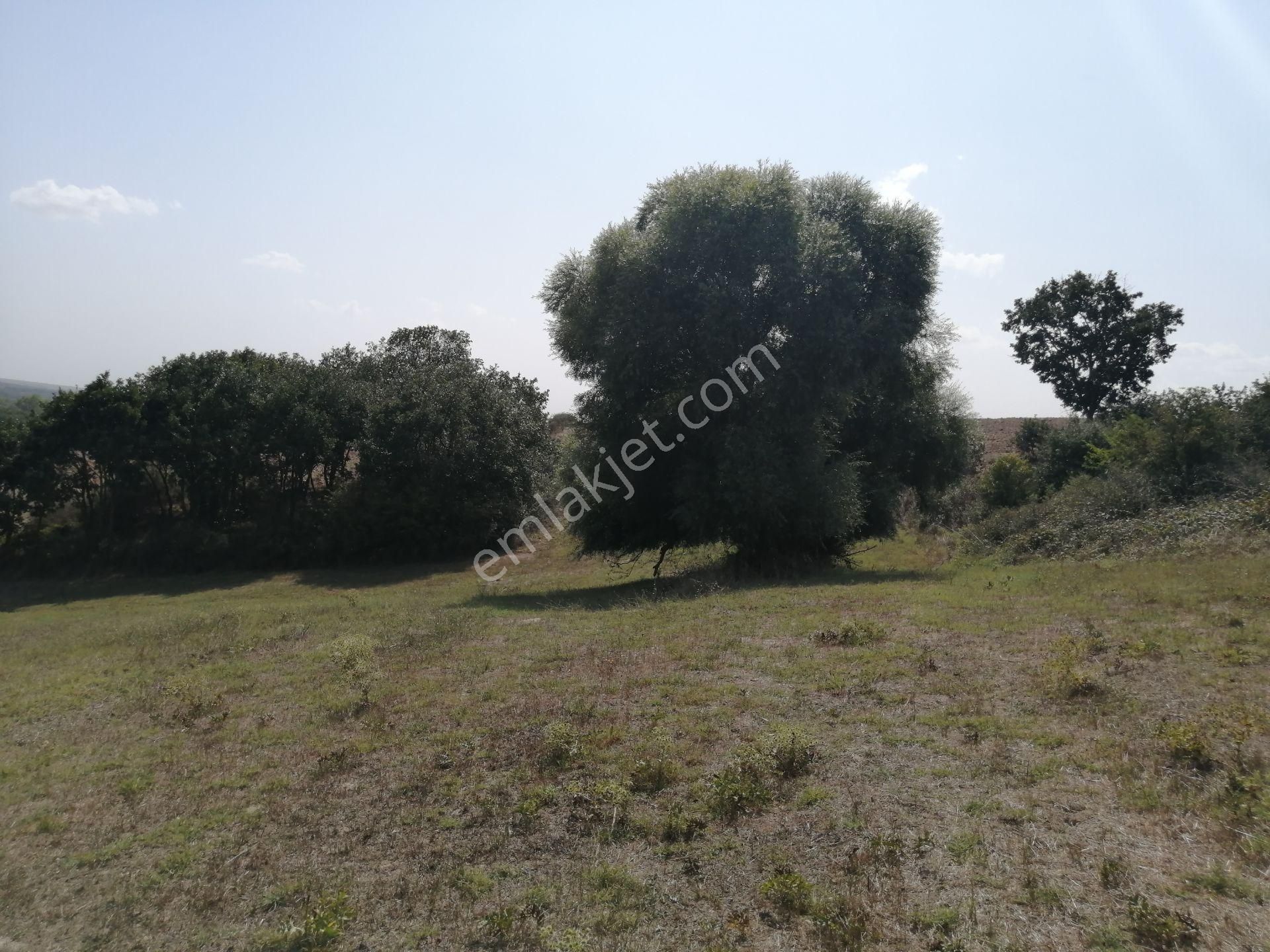 Ege Gayrimenkul * Büyükçavuşluda 6800 M2 Tarla