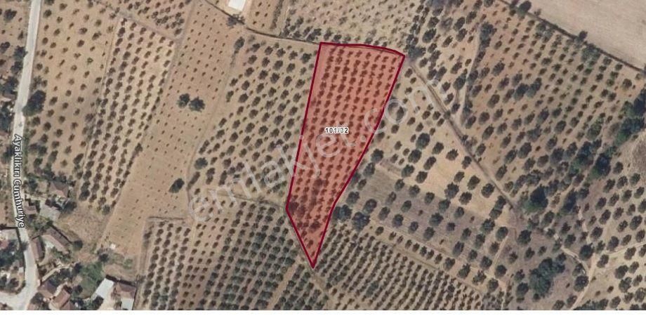 Turpa Lotus'tan Satılık 5.649 M2 Zeytinlik