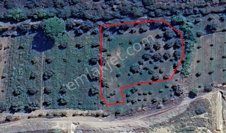 Nazilli Yalınkuyu Yakını Hobi Bahçesi 2,200 M2 - Görsel 4