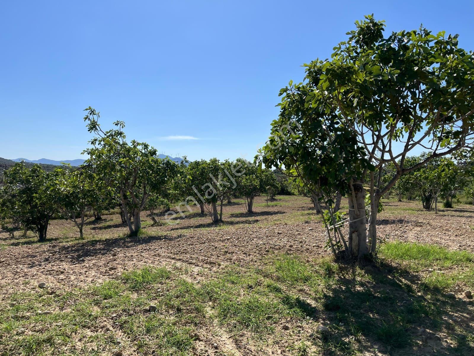 Aydın Germencik Mursallı'da 11150 M2 Bakımlı ,düz Konumda İncir Bahçesi - Görsel 7