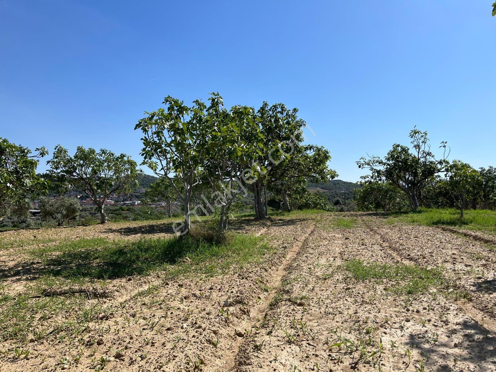 Aydın Germencik Mursallı'da 11150 M2 Bakımlı ,düz Konumda İncir Bahçesi - Görsel 8