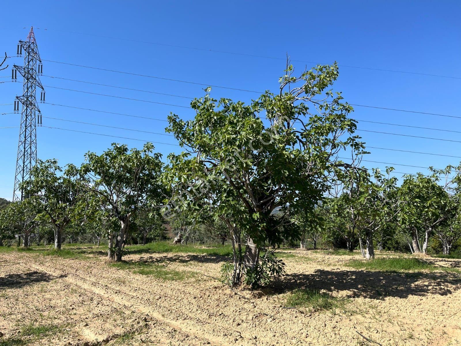 Aydın Germencik Mursallı'da 11150 M2 Bakımlı ,düz Konumda İncir Bahçesi - Görsel 4