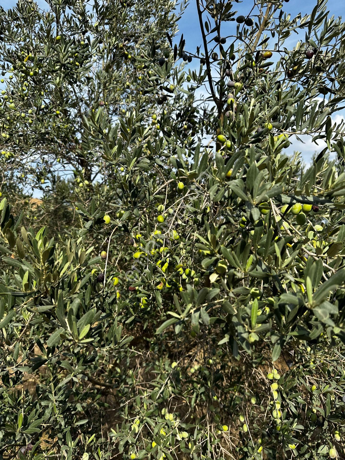 Sahibinden Satılık Zeytinlik