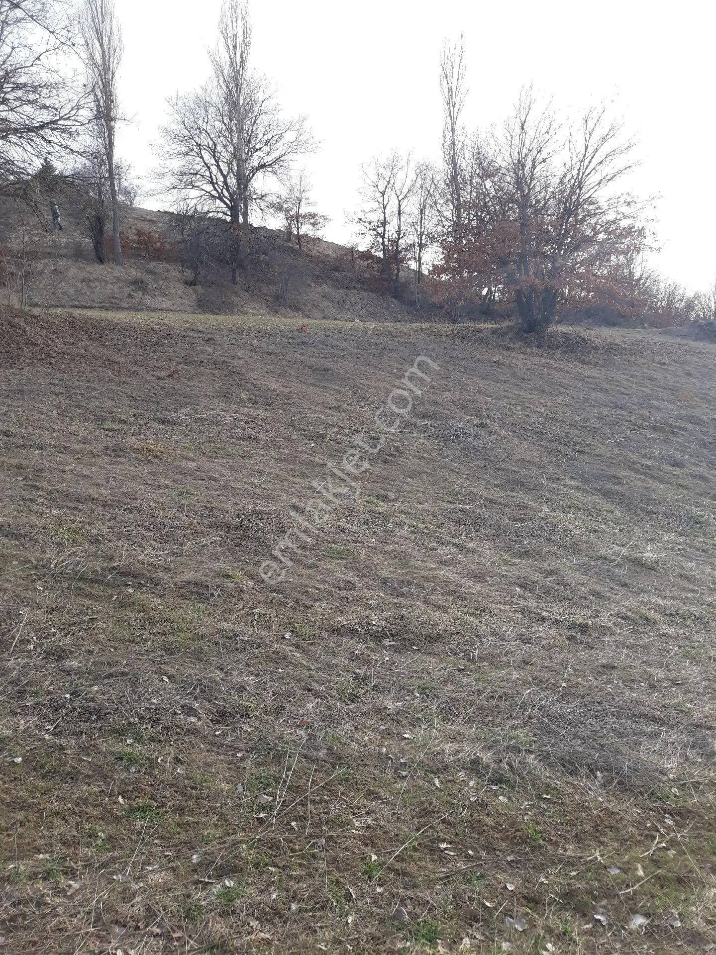 Fiyat Düştü.mecitözü Kayı Köyü 5260 Metre - Görsel 10