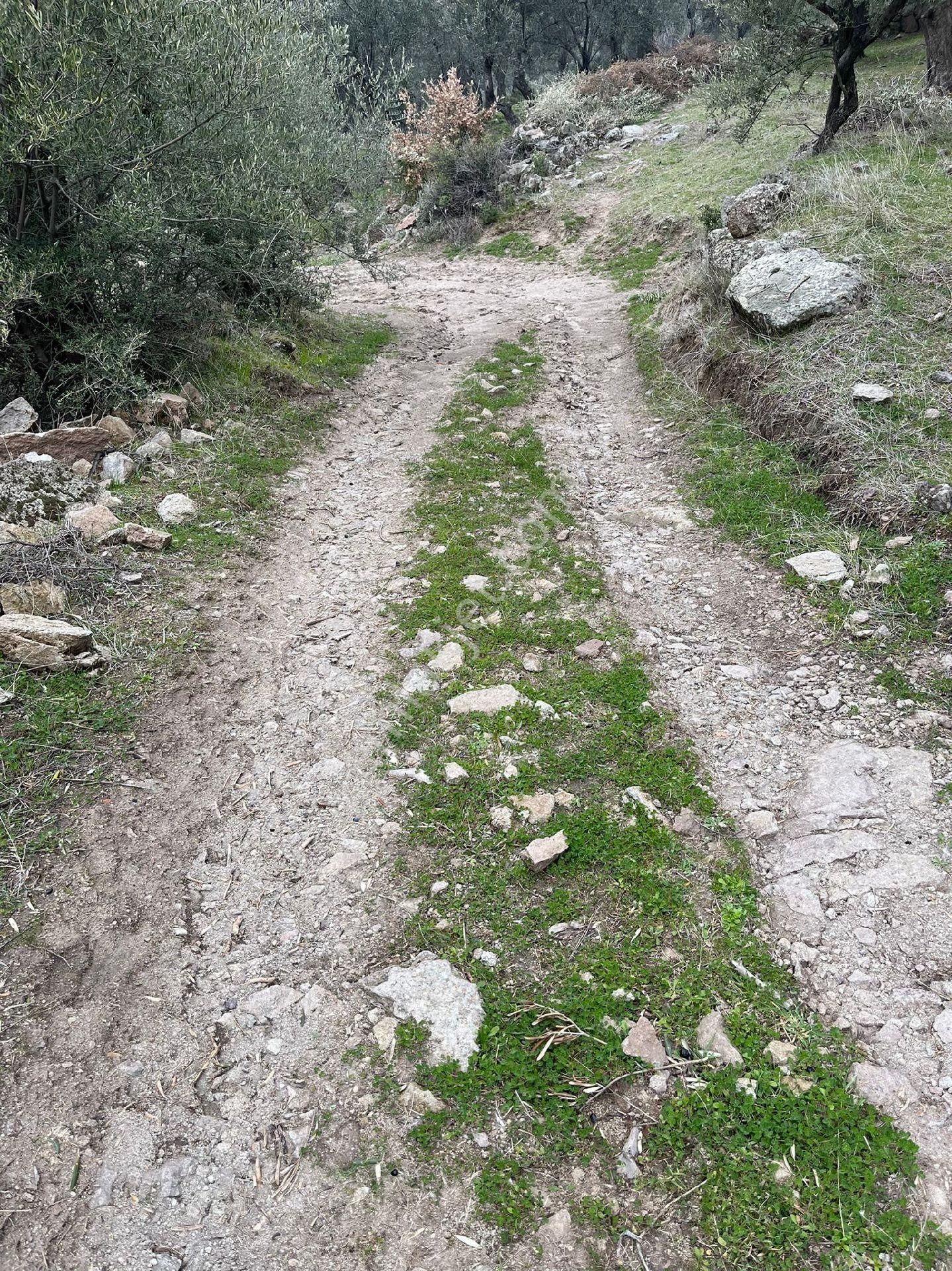 Körfezin En Uygun Fiyatlı Müstakil Tapulu Yetişkin Zeytinlik
