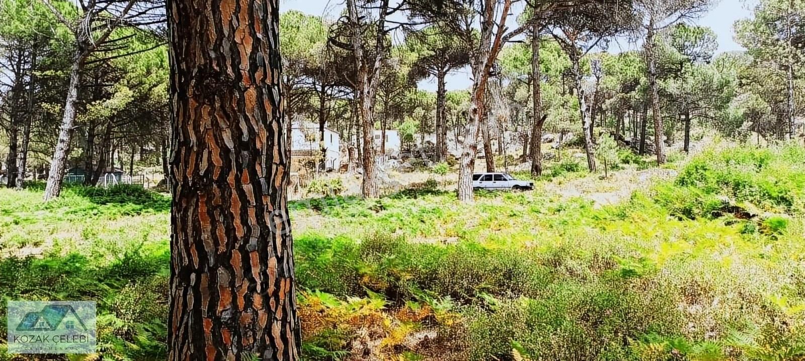 Ayvalık Daire Takasına Açık Müstakil Çamlık