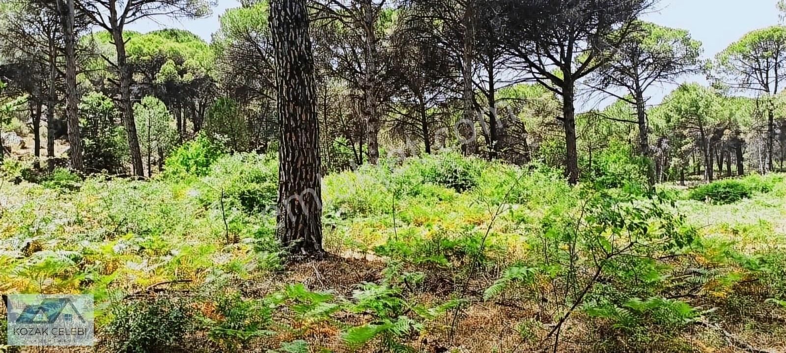 Ayvalık Daire Takasına Açık Müstakil Çamlık - Görsel 4