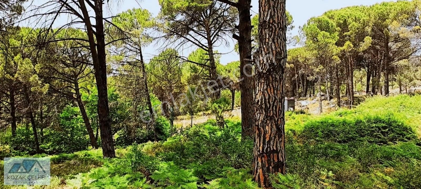 Ayvalık Daire Takasına Açık Müstakil Çamlık - Görsel 21