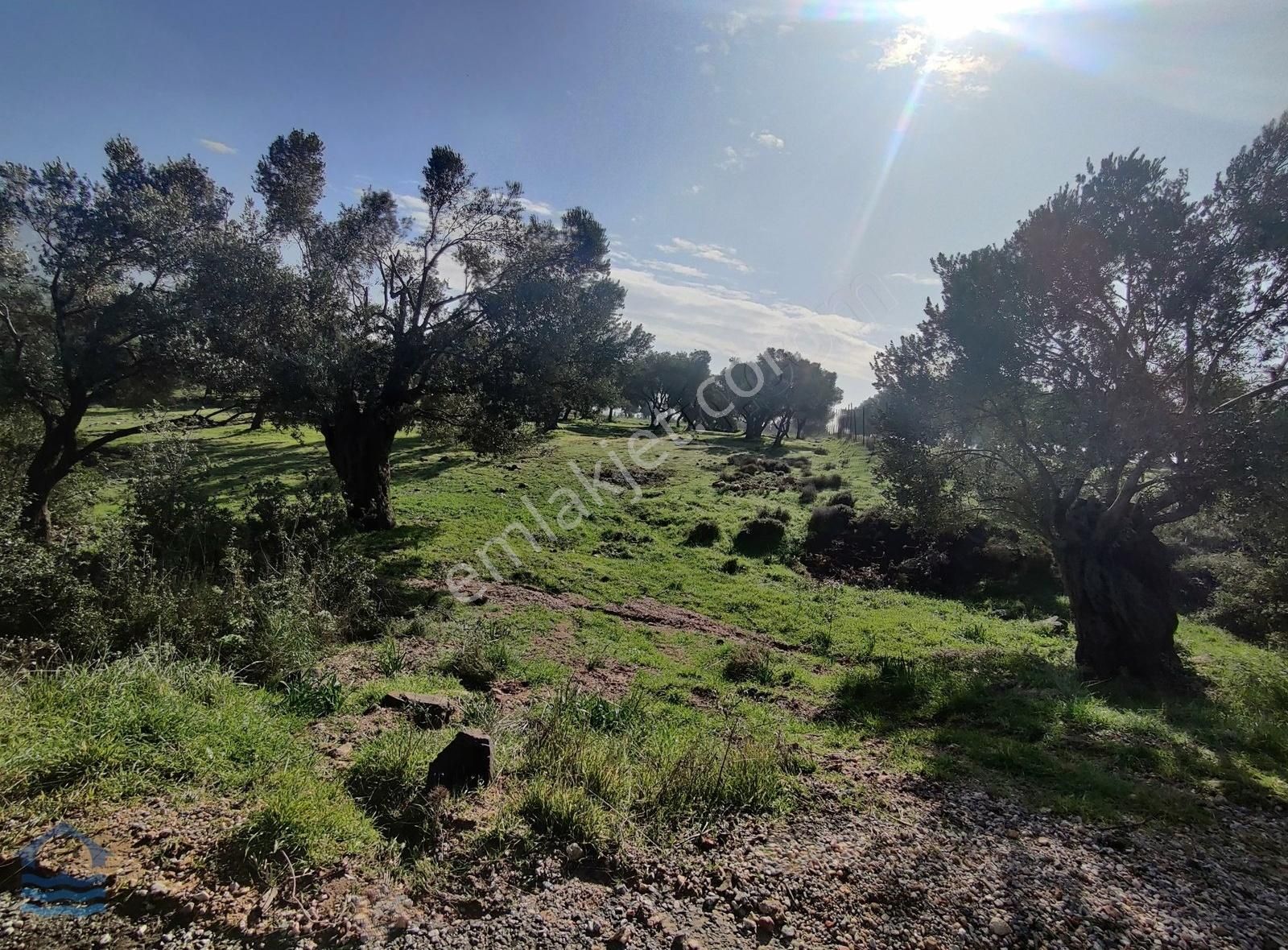 Eski Foça Emlaktan Kocamehmetler Köyünde Özel İmarlı Tarla - Görsel 5