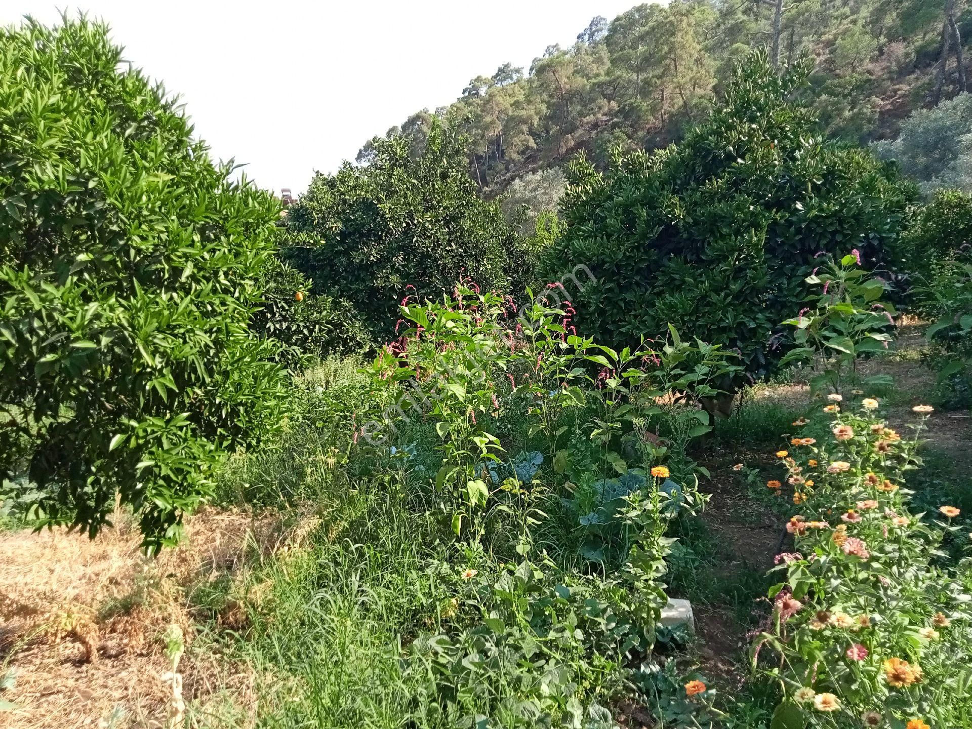 Falcon Dan Yanıklar Da 1367m² Müstakil Tapu - Görsel 24