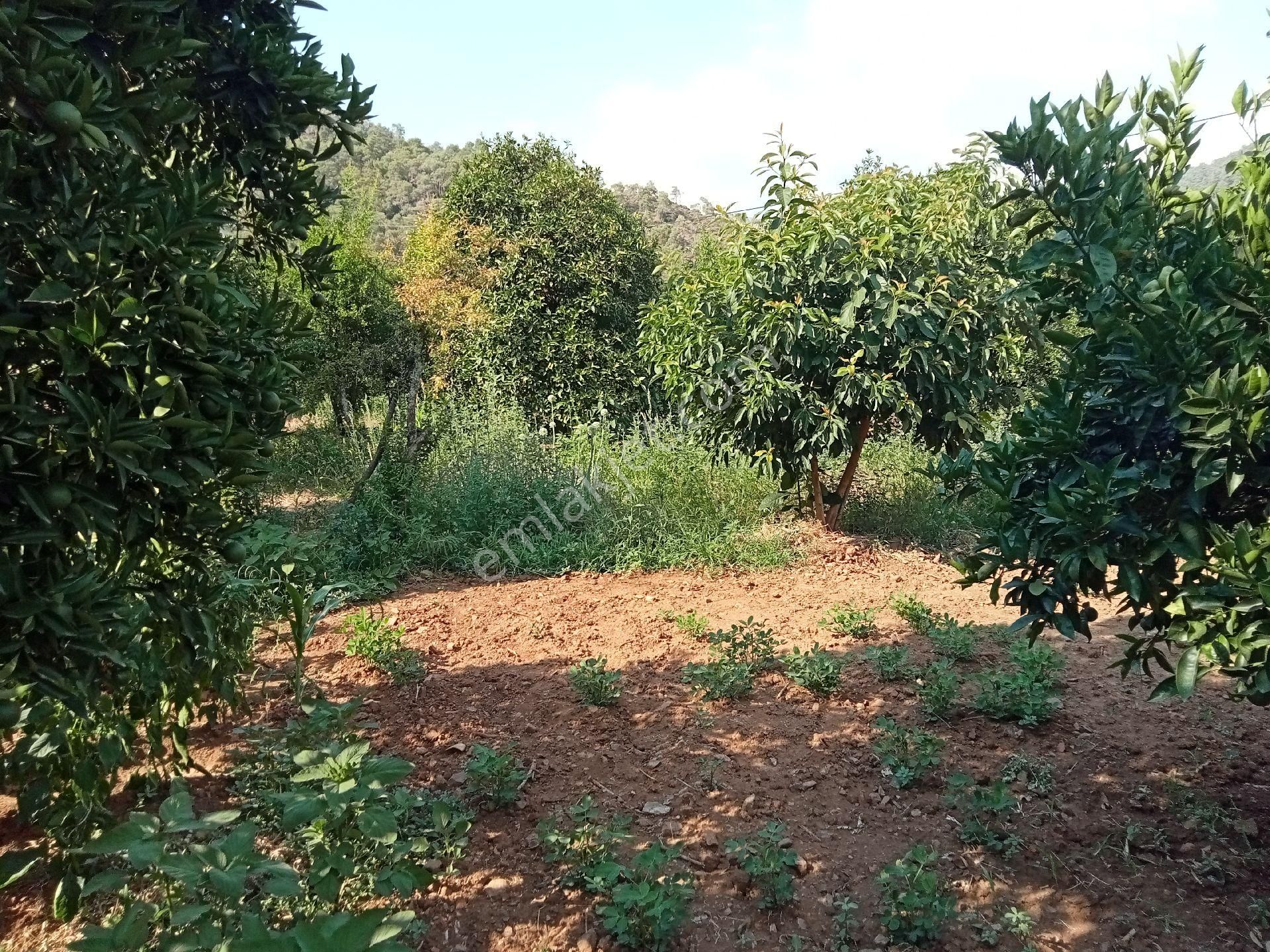 Falcon Dan Yanıklar Da 1367m² Müstakil Tapu - Görsel 7