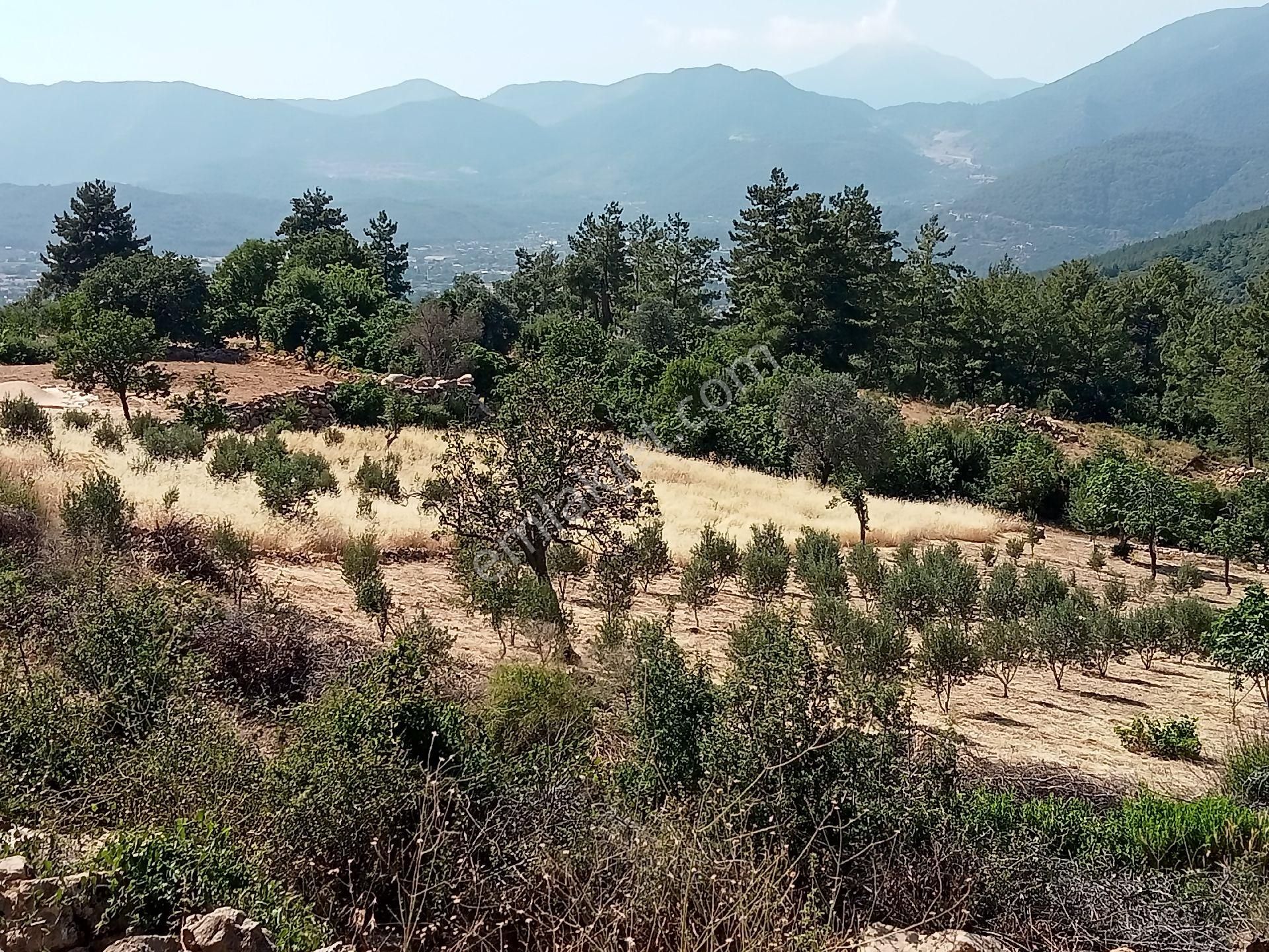 Falcon Dan Üzümlü De Fırsat 3000m² 10/20 İmarlı Arsa - Görsel 11