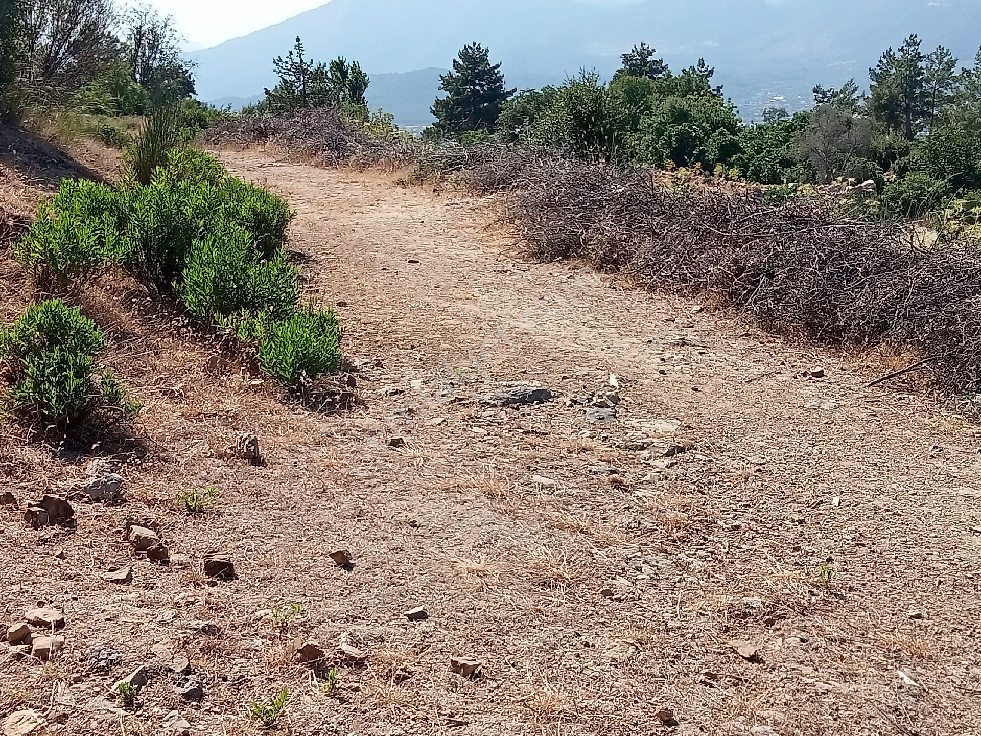 Falcon Dan Üzümlü De Fırsat 3000m² 10/20 İmarlı Arsa - Görsel 9