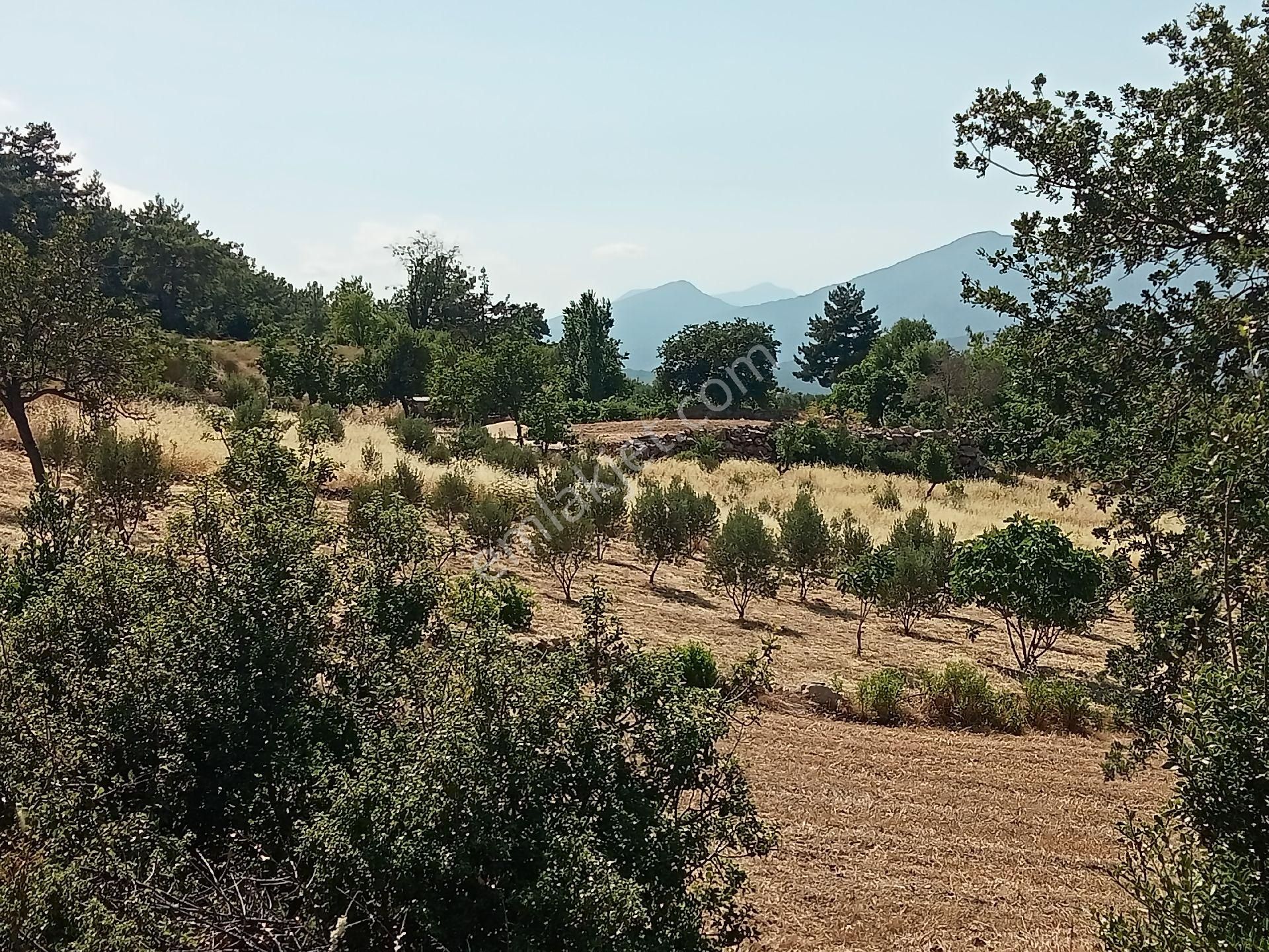 Falcon Dan Üzümlü De Fırsat 3000m² 10/20 İmarlı Arsa - Görsel 3