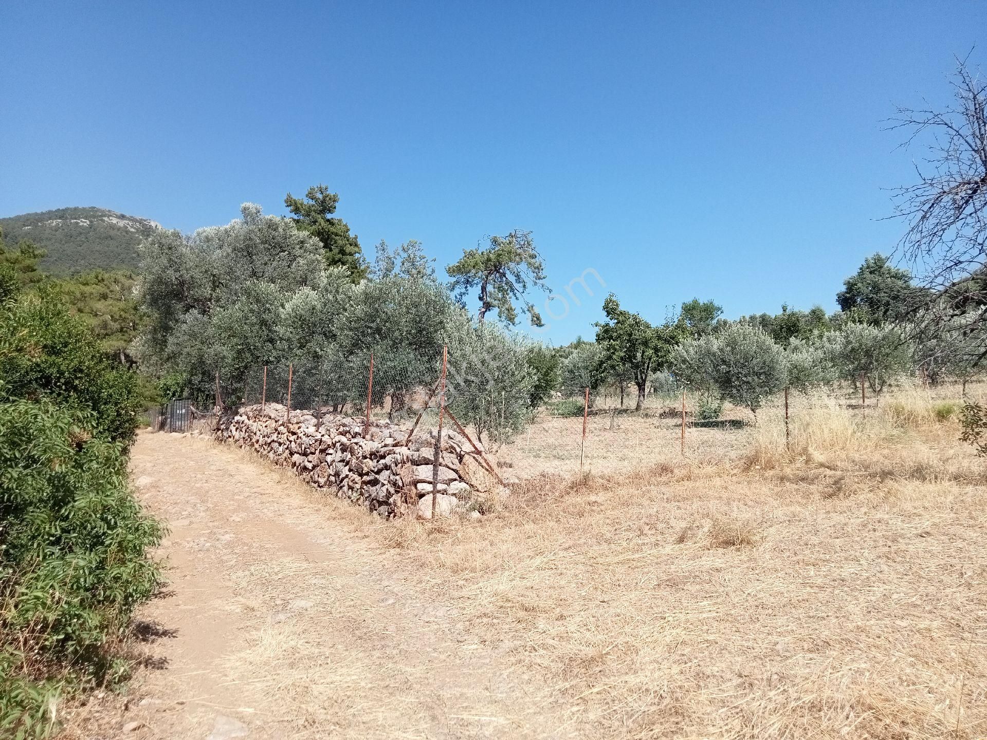 Falcon Dan Üzümlü De Fırsat 3000m² 10/20 İmarlı Arsa - Görsel 15