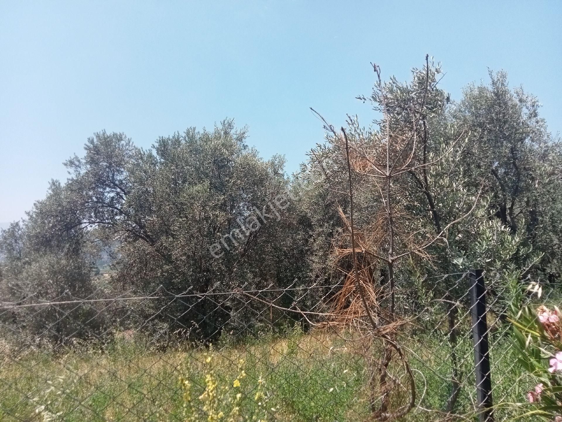 Falcon Dan Ören De Fırsat 500m² İmarlı Arsa - Görsel 3