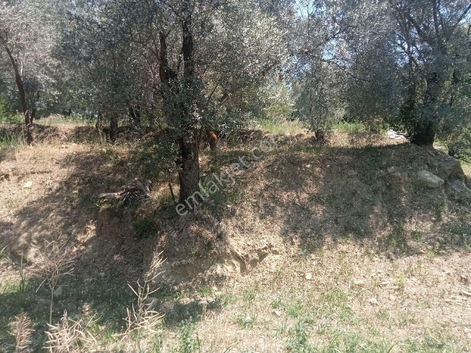 Falcon Dan Ören De Fırsat 500m² İmarlı Arsa - Görsel 23