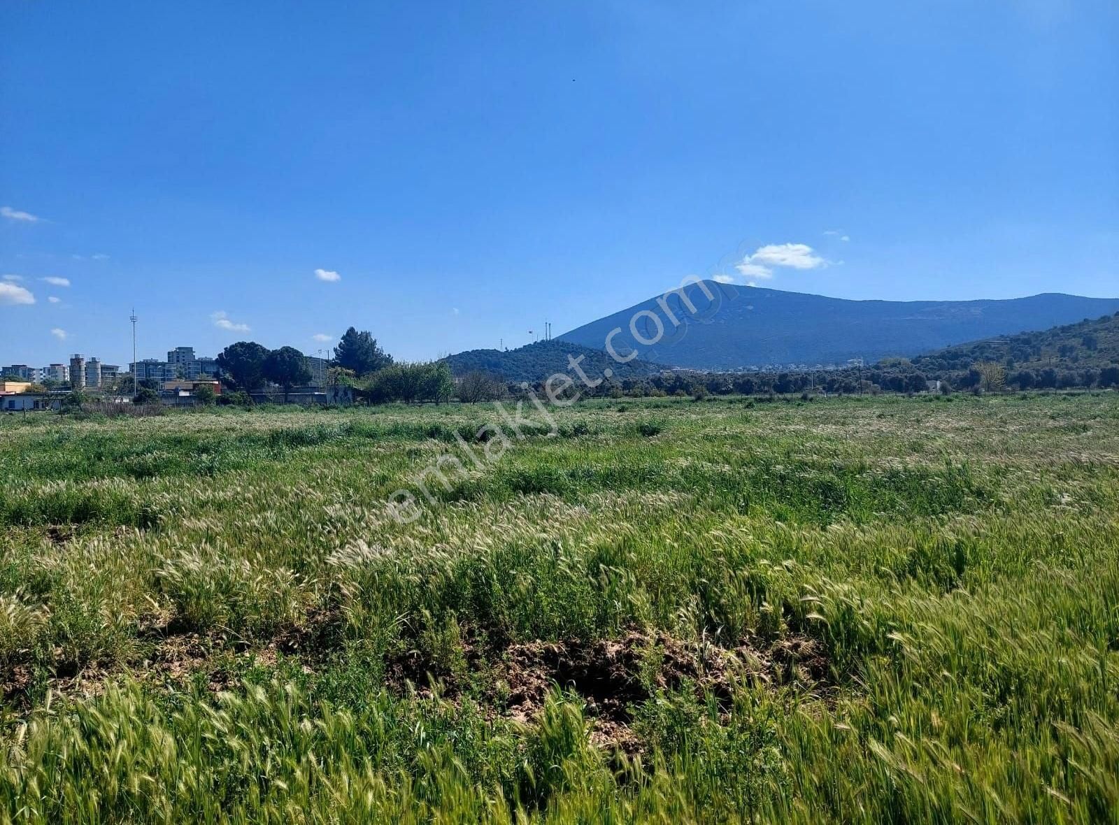 Yıldırım Mühendislik'ten Burgaz Mah."6.222 M2" Verimli Düz Tarla - Görsel 4