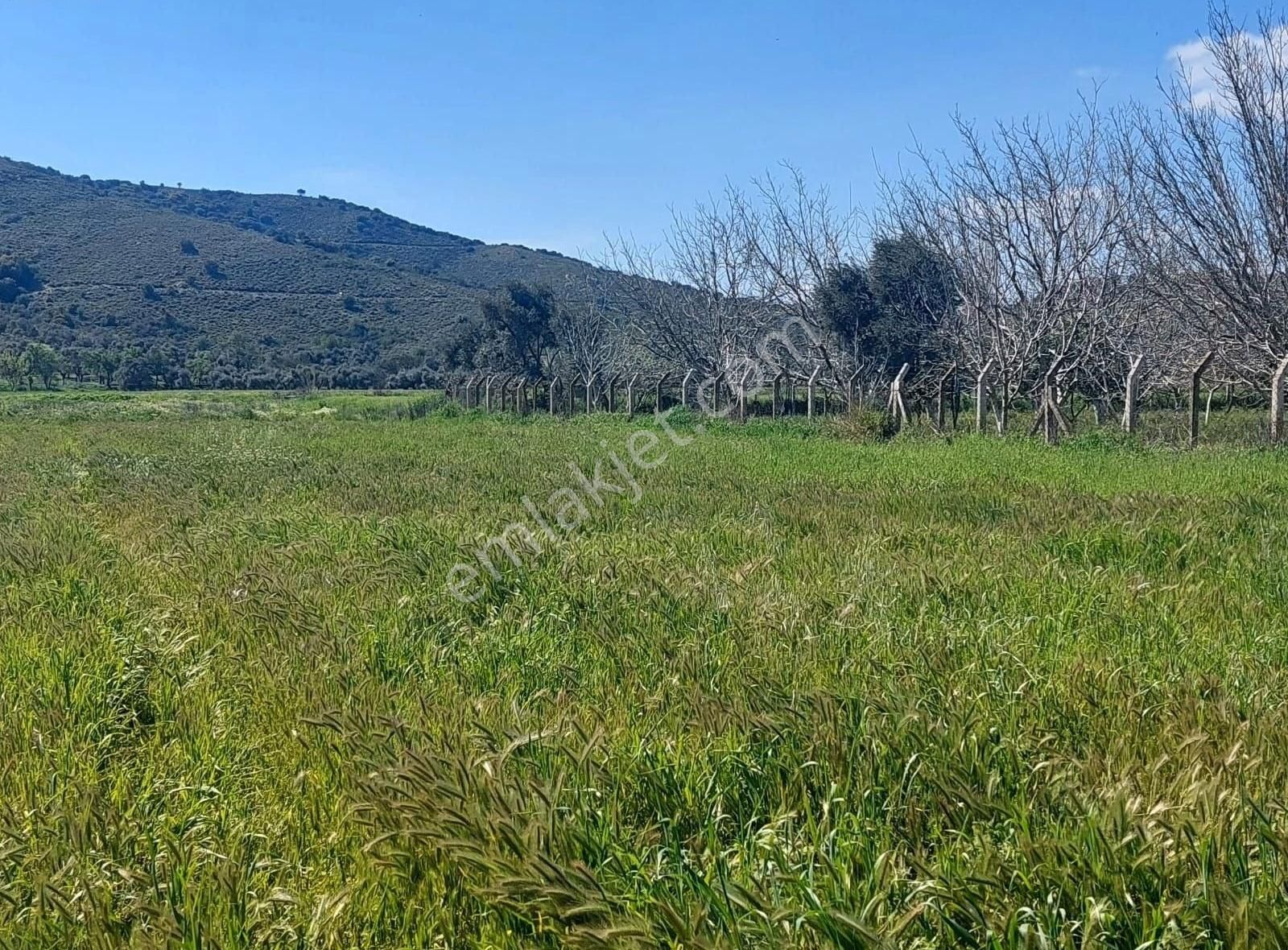 Yıldırım Mühendislik'ten Burgaz Mah."6.222 M2" Verimli Düz Tarla - Görsel 10