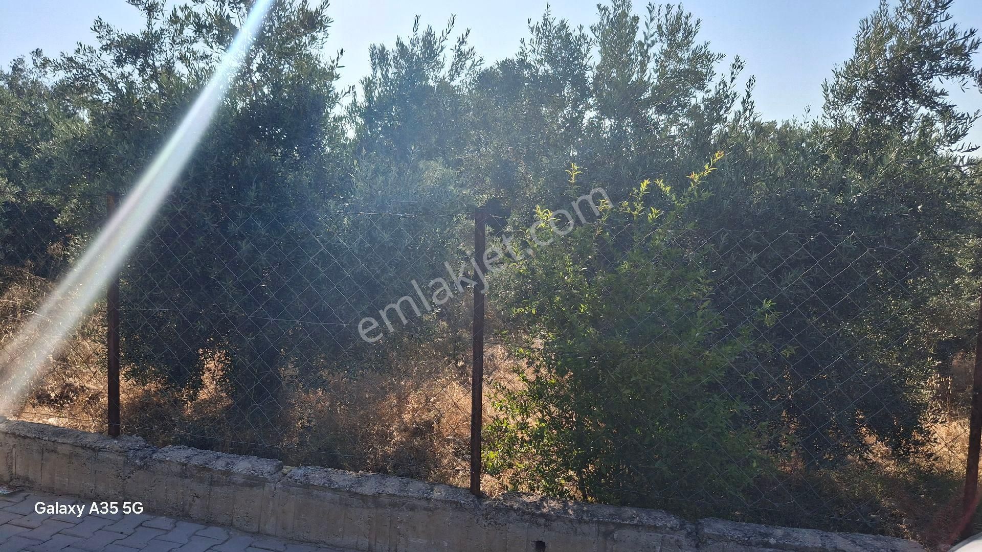 Bademli Mevkii 530 Metrekare Zeytinlik Tarla Satılık