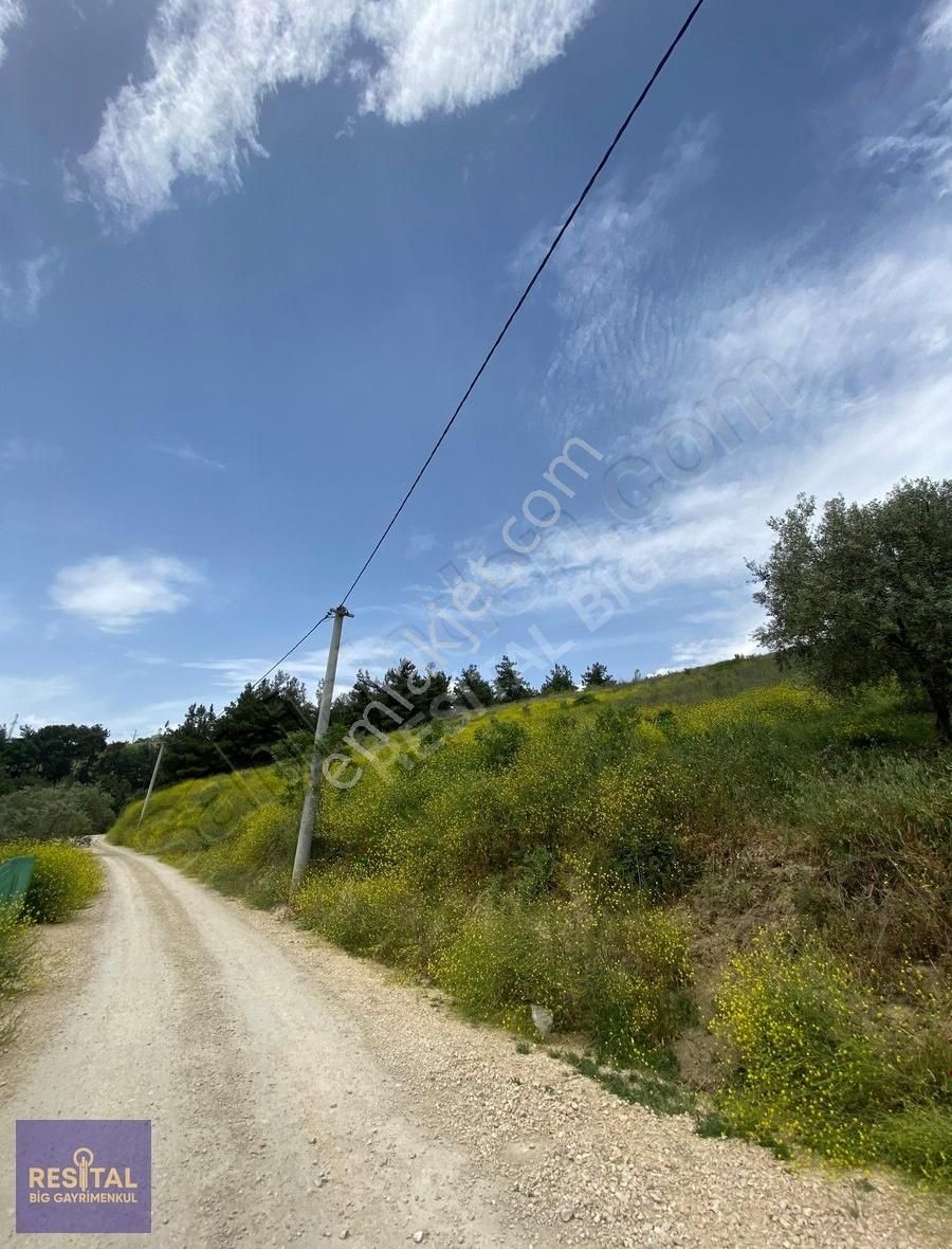 Mudanya Ömerbey'de 15.153 M2 Satılık Zeytinlik Resital Big'de