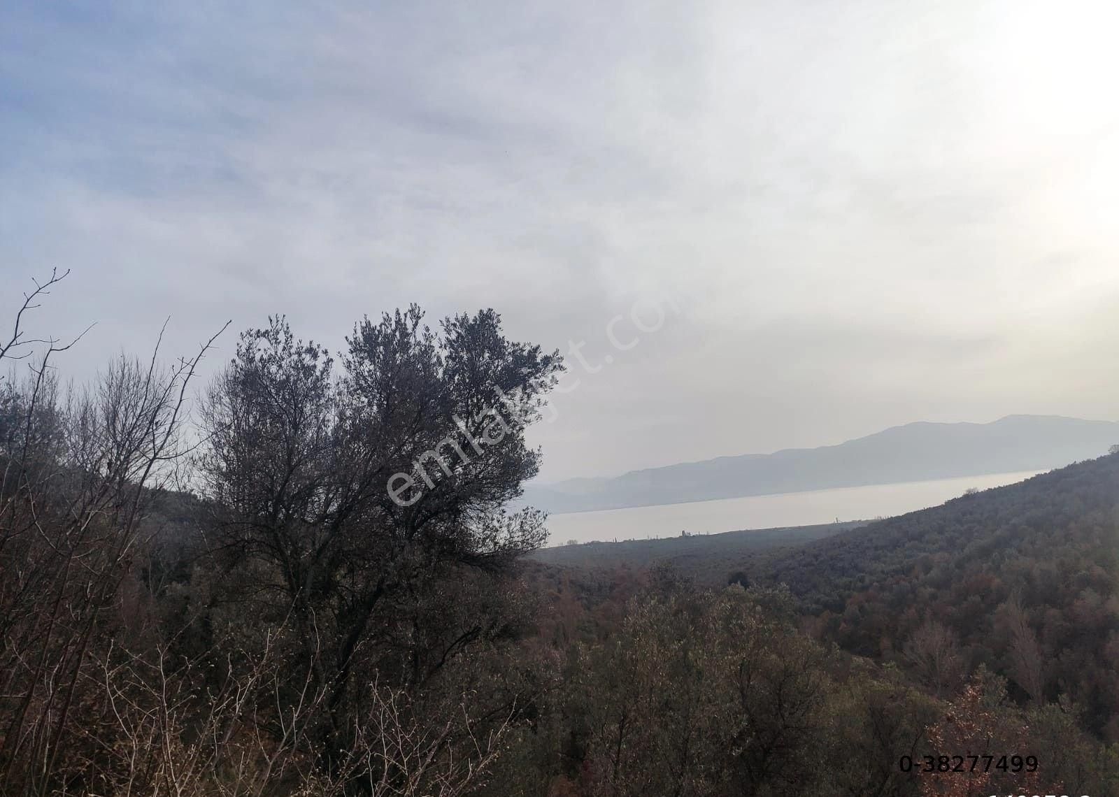 Bursa Orhangazi Keramet Mah Göl Manzarı Zeytinlik Göl Manzaralı