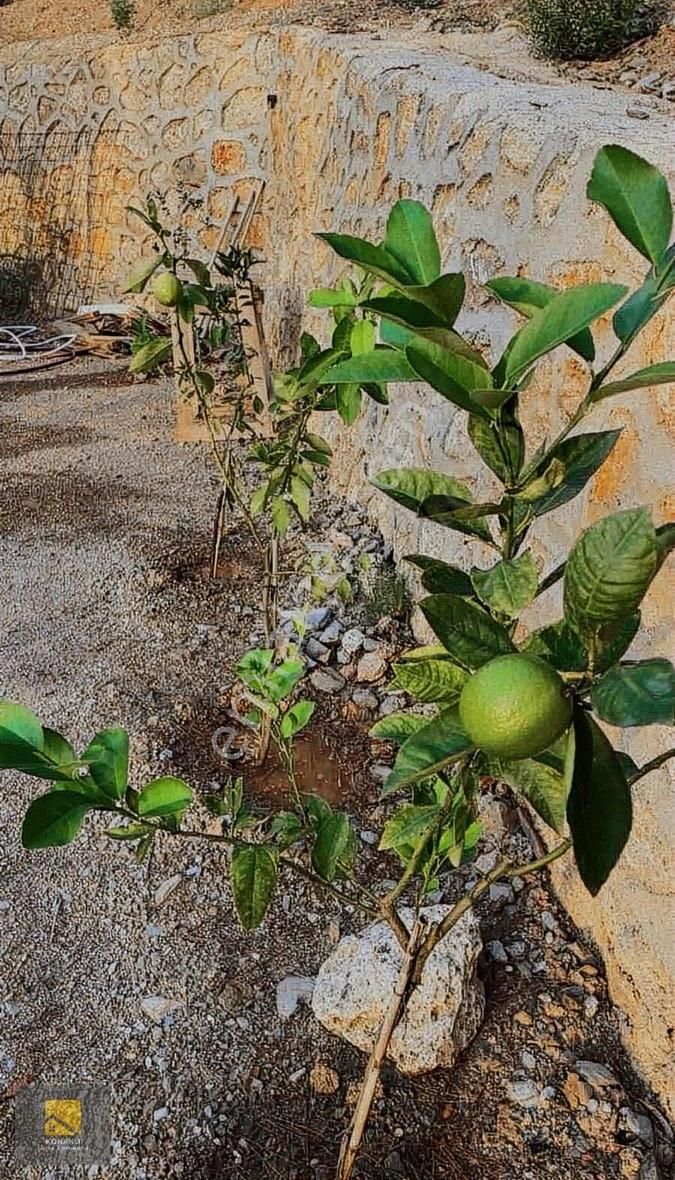 Alanya Dim Üzümlüde 694m2 Baraj Manzaralı Bungalow Ve Bahçesi